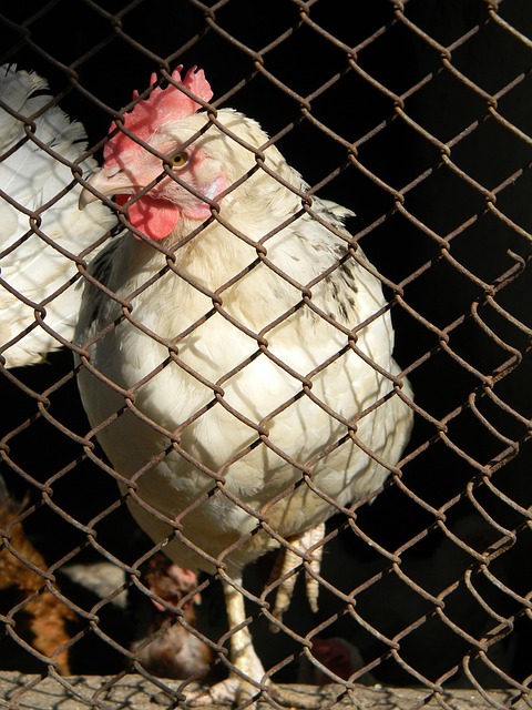 赛季的AC 赛季的AC